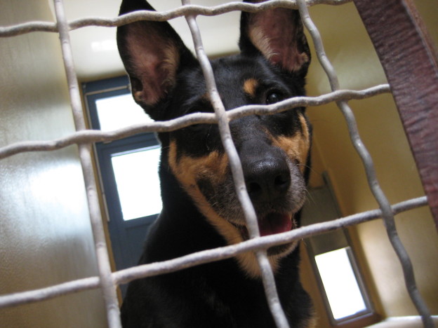 alltag-im-tierheim-tierheimhunde-auf-hundespur