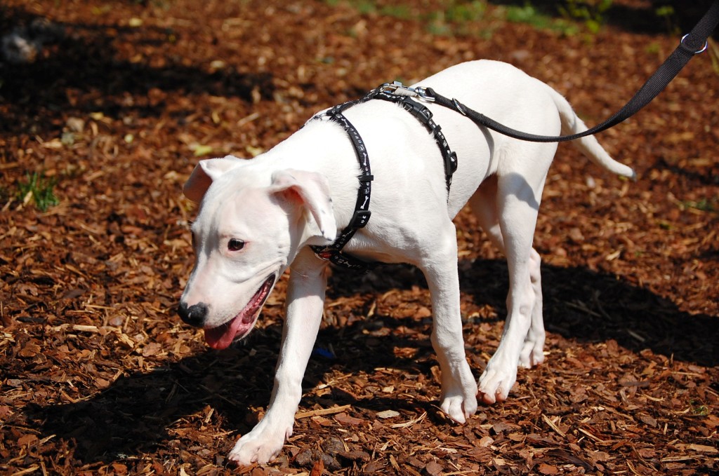 Die Grundproblematik Leinenführigkeit tierheimhunde.auf